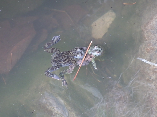 구문소 인근 물이 고인 곳에서 무당개구리가 짝짓기를 하고 있다.