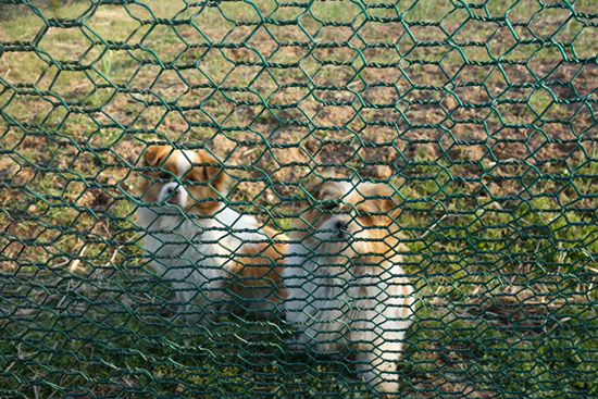 강아지들은 닭장 바깥에서 토끼랑 닭들을 구경합니다.