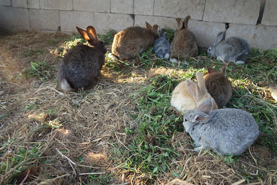 토끼들이 평화롭게 풀을 먹습니다.