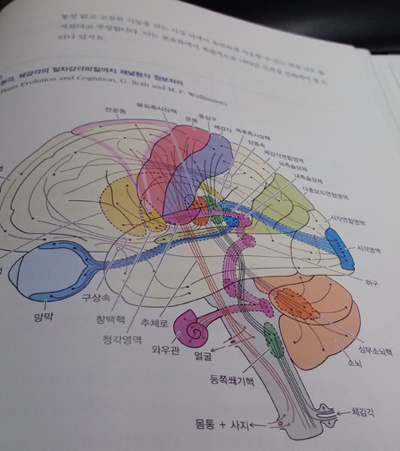 책속 그림 시각, 청각, 체감각의 일차감각피질의 채널형식