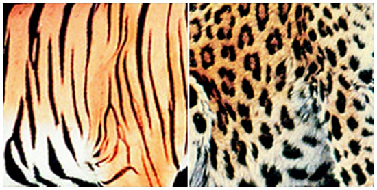 호랑이무늬(왼쪽)와 표범무늬