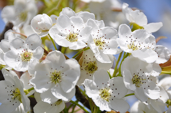 배꽃은 한 나무에 8000~1만 송이의 꽃을 피우고, 인공수분을 통해 250여 개의 결실을 맺는다.
