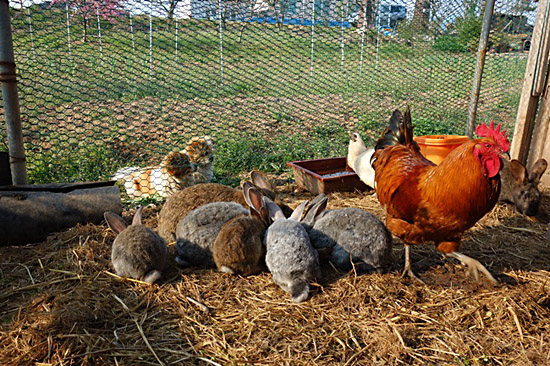 닭장 밖에선 강아지들이 토끼와 닭들을 구경합니다.