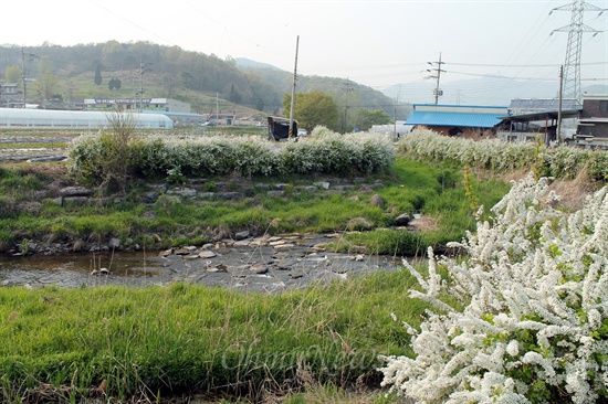  죽암천 주변에 조팝나무가 피었다.