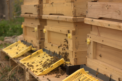 서울 노들섬에 설치된 서울도시양봉협동조합의 꿀벌사진