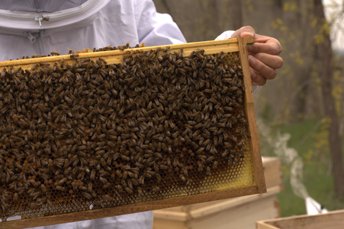 서울 노들섬에 설치된 꿀벌을 보여주는 도시양봉가
