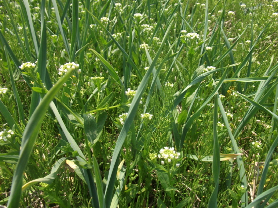 쇠뜨기와 말냉이가 치열한 세력다툼을 하고 있는 잡초 밭에 캐나다 마늘이 건강하게 자라나고 있다(해땅물자연재배농장).