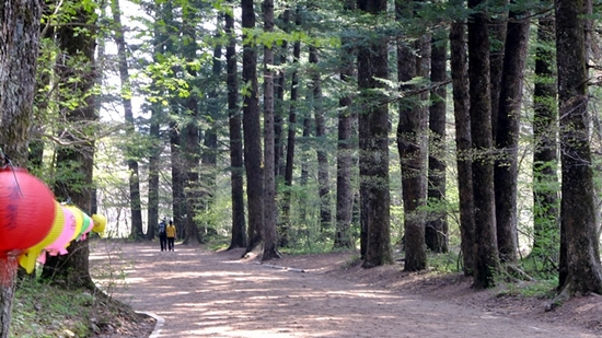 오래된 고찰들과 더불어 '천년의 숲길'이라고도 불리는 오대산 월정사 전나무숲길