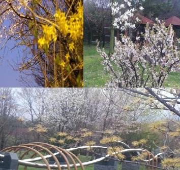 벚꽃-개나리, 벚꽃-목련, 벚꽃-산수유가 함께 피는 2013년의 봄꽃들