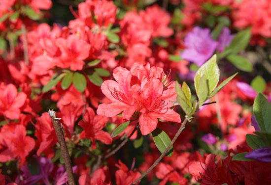 요즘 활짝 핀 철쭉과 영산홍. 꽃의 모양만으로 구별이 힘들다.