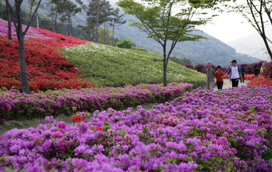 만연산 철쭉공원. 여행객들이 삼삼오오 꽃길을 걷고 있다.