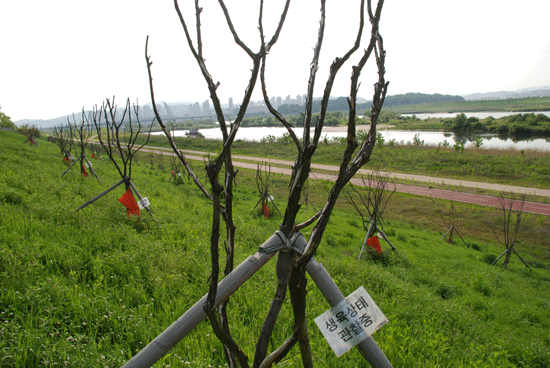 세종보 좌안 상류 금강 세종지구 쉼터에 심어진 배롱나무 160그루 중 152그루가 죽었지만 '생육상태관찰 중'이라는 표지판만 걸려있다.
