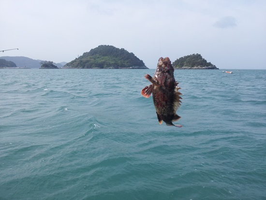  배낚시로 올린 쏨뱅이가 두 섬사이에 걸렸다.