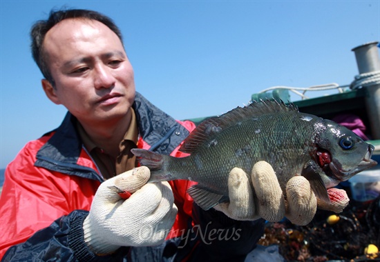 고준철 국립수산과학원 아열대수산연구센터 연구사가 14일 오전 제주 서귀포시 가파도 남쪽 앞바다에서 아열대 어종 서식 실태조사를 벌이며 수온 상승으로 인한 아열대 병원균에 감염돼 아가미가 기형인 벵에돔을 들어보이고 있다.