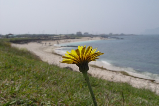 흰 모래해변과 파란 바다 그리고 노란 풀꽃이 아름답습니다. 5월의 제주 모습입니다.