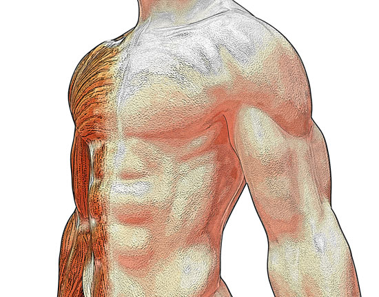 근육의 성장을 위해서는 적절한 칼로리와 적절한 단백질이 필요하다.