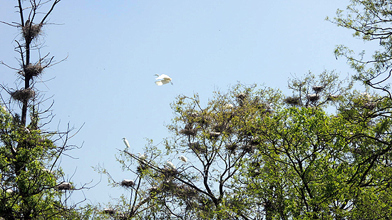 나무뿌리는 미확인 지뢰지대지만 나무 위는 새들이 둥지를 트는 생명의 장소입니다.