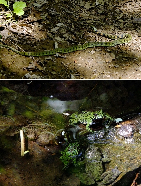 마치 군복을 입은 것 같은 산개구리와 뱀들이 숲길에 대한 호기심을 증폭시켜준다. 