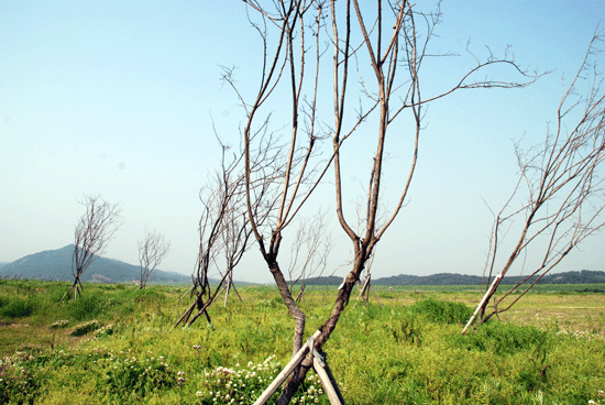 부여군 장암면 사산리 하황2지구 공원에 심어진 배롱나무 70그루 중 67그루가 죽은 채 방치되어 있었다. 
