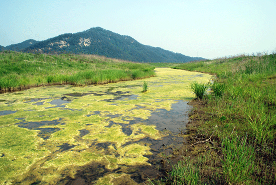 충남 부여군 장암면 장하리 4대강 사업으로 만들어 놓은 수로(약 3km)에는 전 구간이 잔디를 깔아놓은 것처럼 녹조로 뒤덮여 있었다. 