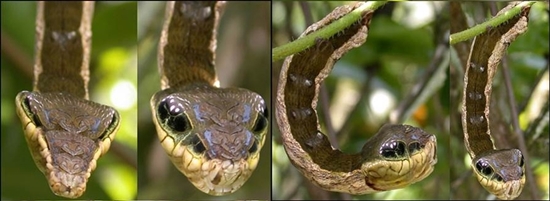 자연선택을 거친 애벌레의 뱀 얼굴무늬는 놀라울 정도로 정교해진다.