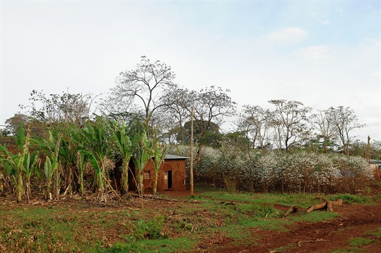 왼쪽엔 폴스바나나 오른쪽엔 커피나무를 키우고 있는 집.