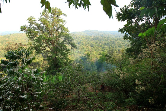 커피나무가 자생하고 있는 밀림지역.