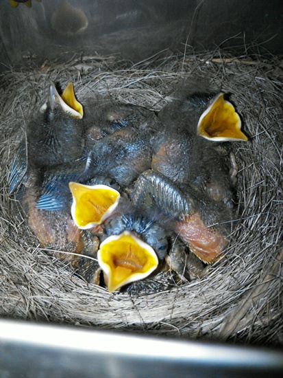 아파트 공동 우편함에 둥지를 틀어 탄생한 딱새 6남매가 사진을 찍자 어미 새가 온줄 알고 새끼들이 입을 벌리고 있다.
