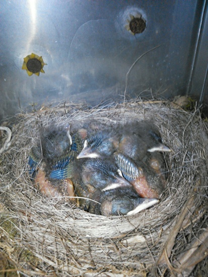 우편함 둥지에서 탄생한 딱새 6남매의 모습