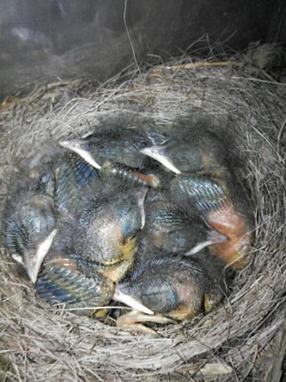 세상에 갓 태어난 딱새 6남매의 모습이 경이롭다.