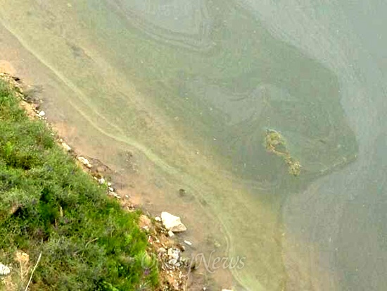 1일 낙동강에 올해 들어 처음으로 녹조가 발생했다. 사진은 낙동강 우곡교 부근으로, 이날 오전 녹조가 발생한 것이다.