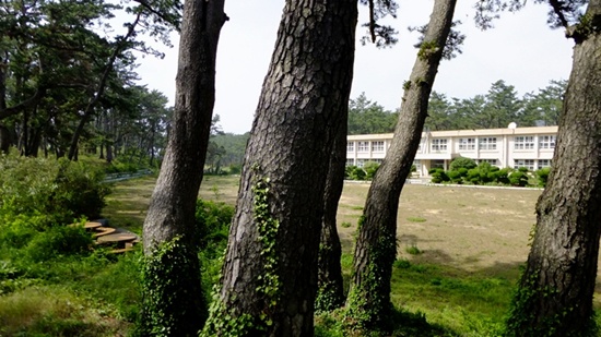 학교는 폐교되었지만 해풍으로부터 학교를 지켰던 나무들은 여전히 건재하다. 