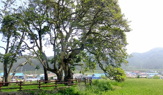 마을 사람들이 안녕을 기원하며 당제를 지내는 성황림 후박나무는 천연기념물이기도 하다. 