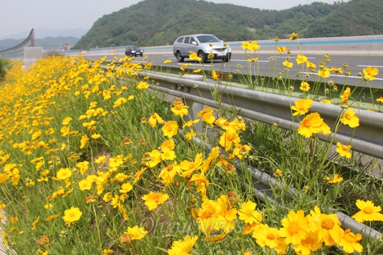 왕복 8차선으로 확장된 남해고속도로 함안~진주 구간의 도로변에 '금계국'이라는 노란색의 꽃이 활짝 피어 이용객들한테 볼거리를 제공해 주고 있다.