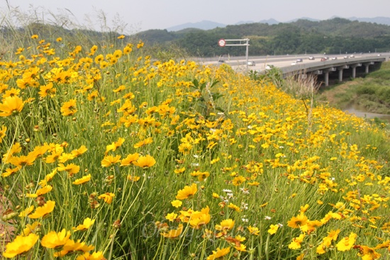 왕복 8차선으로 확장된 남해고속도로 함안~진주 구간의 도로변에 '금계국'이라는 노란색의 꽃이 활짝 피어 이용객들한테 볼거리를 제공해 주고 있다.