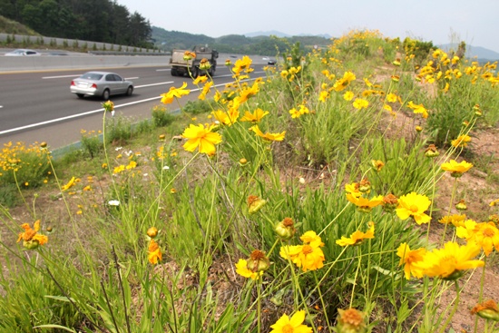 왕복 8차선으로 확장된 남해고속도로 함안~진주 구간의 도로변에 '금계국'이라는 노란색의 꽃이 활짝 피어 이용객들한테 볼거리를 제공해 주고 있다.