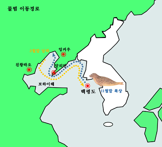 물범의 이동경로. 3월말 중국 랴오둥만에서 출발한 여정이 북한을 거쳐 백령도까지 이어집니다.