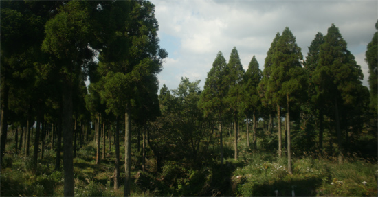 기업들에서 후원한 삼나무들이 산록에 가득하다.
