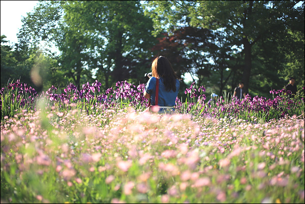 붓꽃이 가득 피어난 꽃밭에서 꽃사진을 담고 있는 여성