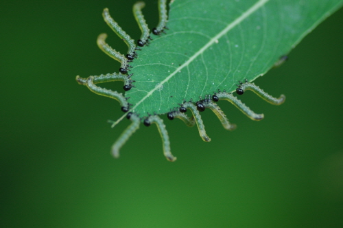 애벌레들이 모여 버드나무 잎을 먹고 있다가 자극을 받고 배 끝을 쳐든 모습