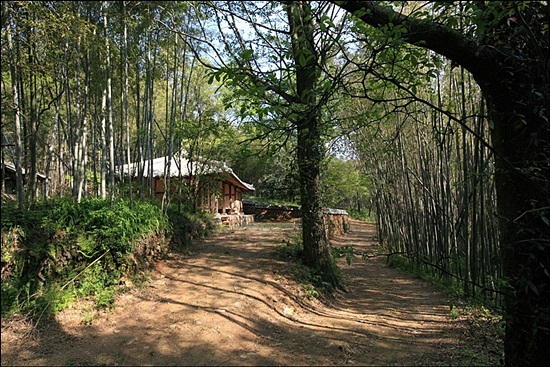 강골마을에는 숲속에 드문드문 옛집들이 있다.

