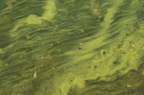 대구시 달성군 도동서원 앞 강변에 페인트가 번져가듯 녹조가 발생하고 있다.