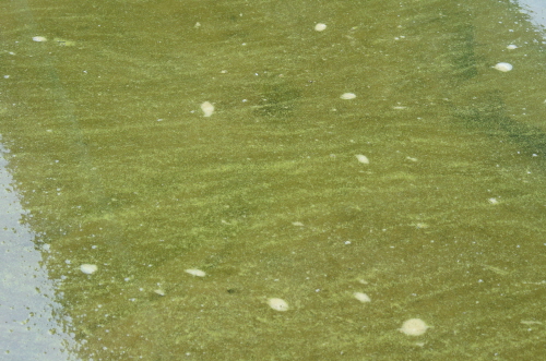 합천창녕보 상류에 위치한 우곡교 아래서도 물 위에 떠 있는 녹조가 발견되었다. 