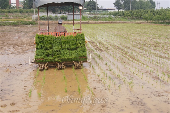 전농 경북도연맹은 7일 오전 통일쌀 경작을 위한 모내기를 하고 기자회견을 가졌다. 사진은 한 회원이 이앙기를 이용해 모내기하는 장면.