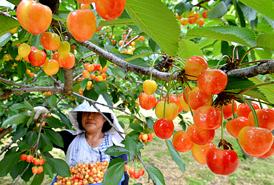 충북 음성군 소이면 이보섭씨 체리농장에서 한 농민이 체리를 수확하고 있다.