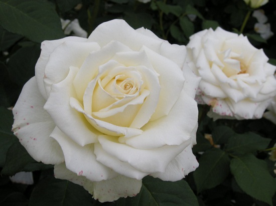 순결함과 청순함이란 꽃말을 가진 흰색 장미꽃  

