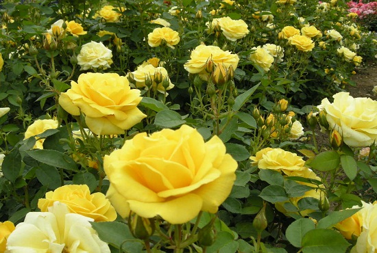 노란 장미는 우정과 영원한 사랑이라는 꽃말이 있다. 