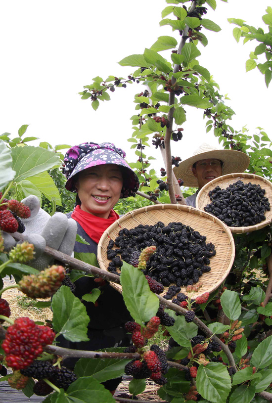 함양 오디마루농장에서 김철수(60)씨 부부가 검붉은 빛깔로 익은 오디를 수확하고 있다.
