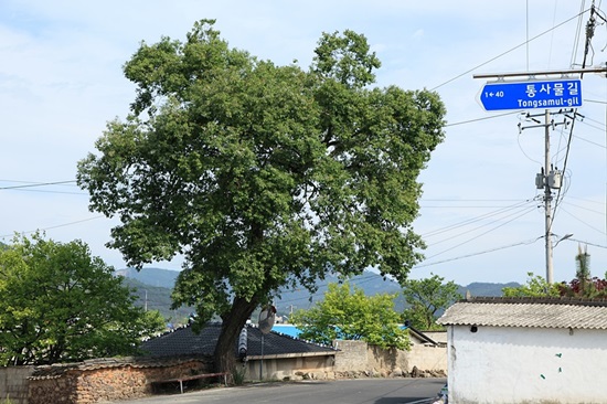조광조선생유배지 가는 길의 마을 풍경