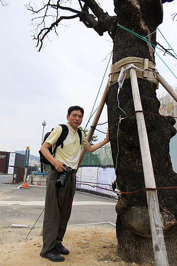 옛 전남도청 앞 회화나무. 수령 150여년으로 알려진 이 회화나무는 1980년 당시 시민군의 참호 역할을 했다. 이 회화나무는 결국 고사 판정을 받았다. 김향득씨가 회화나무에 대해 설명하는 모습. 